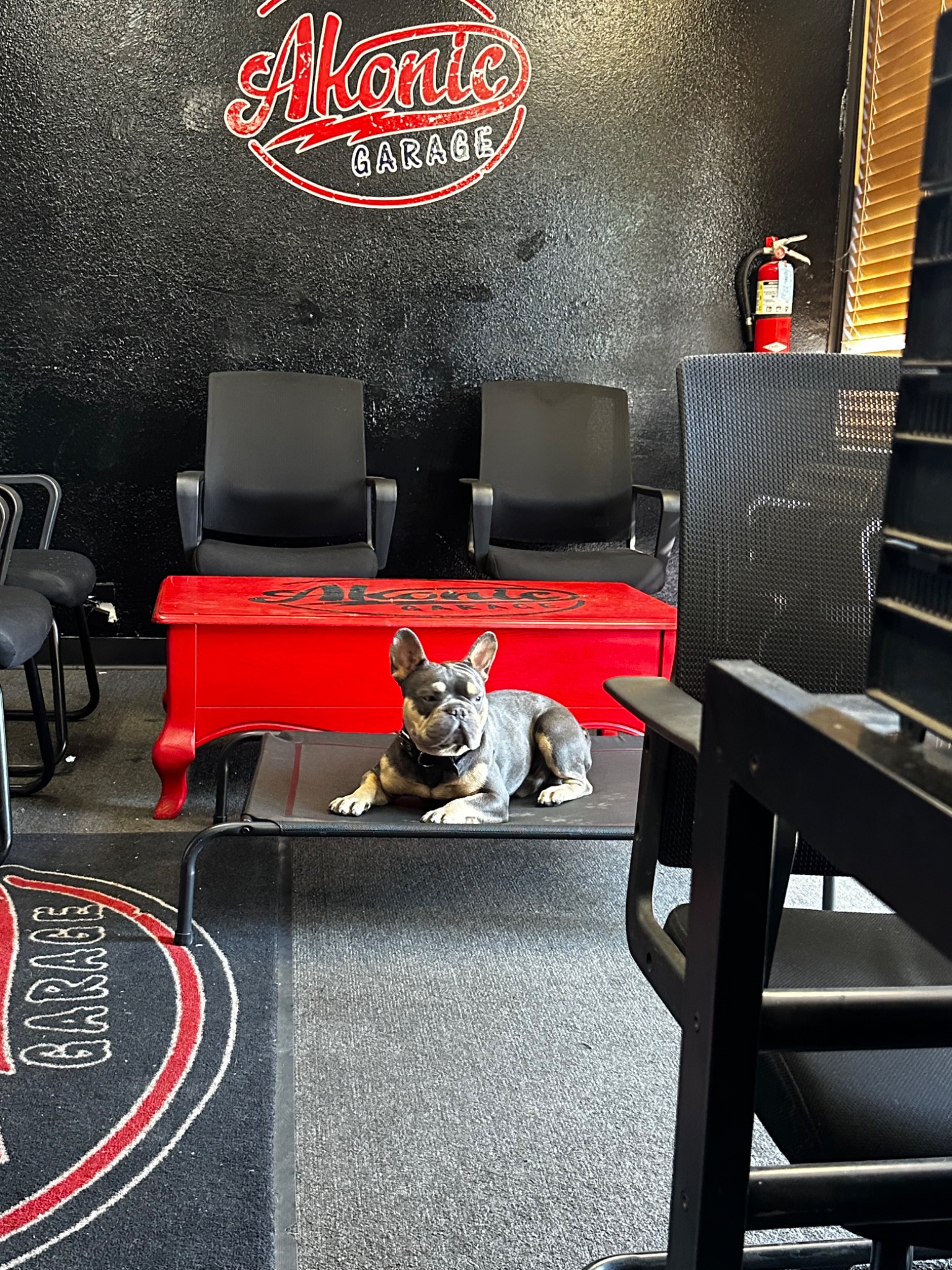 Freddie, the Akonic Garage shop dog, relaxing inside the garage